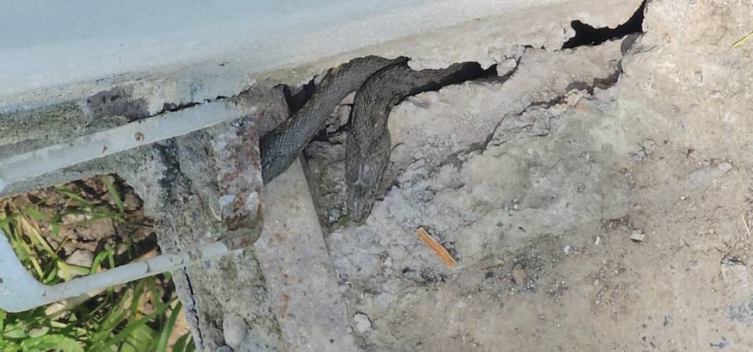 Bazıları 3 metre! Evlerinin dört bir yanını sardılar 6